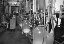 Agriculture (livestock option) student in milking parlour.